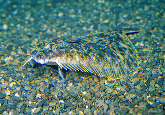 Lepidopsetta bilineata  ROCK SOLE 221718z