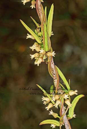 Metastelma blodgettii  BLODGETT'S SWALLOW-WORT 248835z