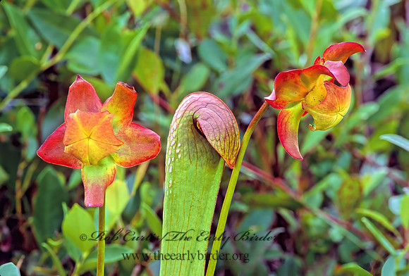 Sarracenia minor  HOODED PITCHER PLANT 262513z