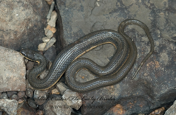 Regina septemvittata  QUEEN SNAKE 5009728z