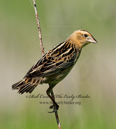 Dolichonyx oryzivorus  BOBOLINK 3008455z
