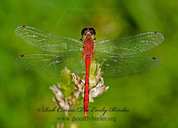 Sympetrum rubicundulum 5014586