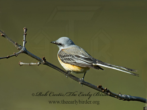 Tyrannus forficatus SCISSOR-TAILED FLYCATCHER 9006754z