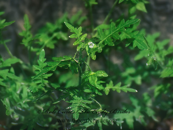 Ellisea nyctelia  AUNT LUCY 281430z