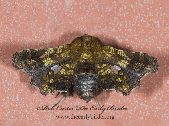 Dysodia granulata  WINDOW-WINGED MOTH 7005641z