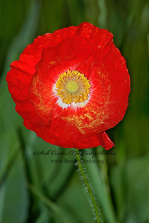 Papaver rhoeas  RED POPPY 5008668z