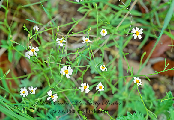 Chaetopappa asteroides~  TINY LAZY DAISY 85829z