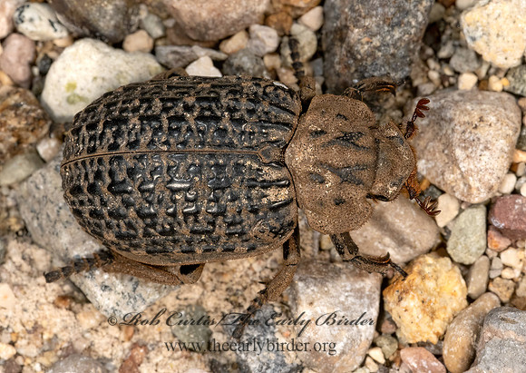 Omorgus punctatus  HASTATE HIDE BEETLE 3038948z