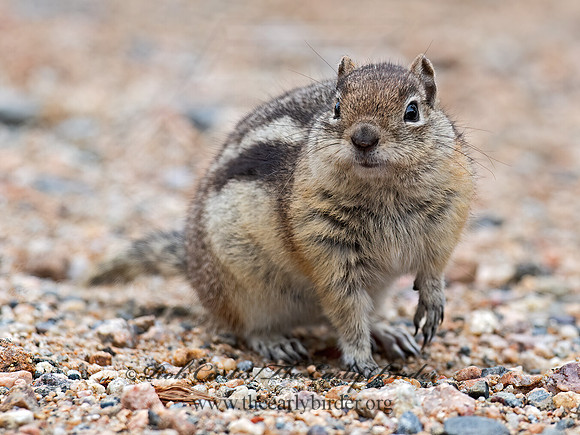 Callospermophilus lateralis  GOLDEN-MANTLED SQUIRREL 6037133z