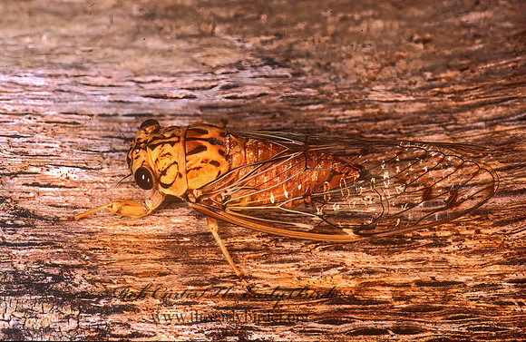 Neocicada heiroglyphica 261921z