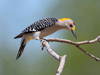 Melanerpes aurifrons  GOLDEN-FRONTED WOODPECKER 3033701z