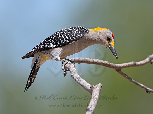 Melanerpes aurifrons  GOLDEN-FRONTED WOODPECKER 3033701z