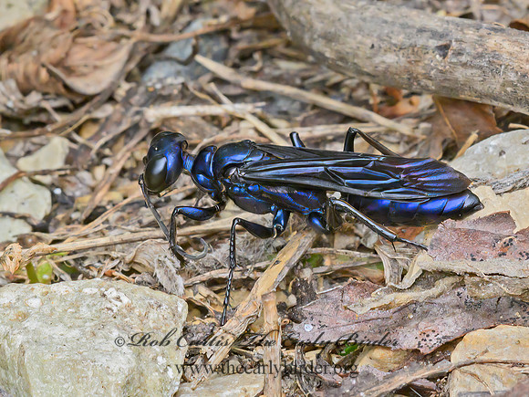 Chlorion aerarium  STEEL-BLUE CRICKET HUNTER 9064252z