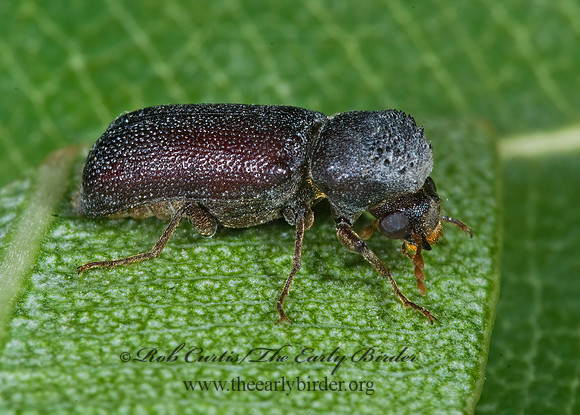 Amphicerus simplex   HORNED POWDER POST BEETLE 6024747z