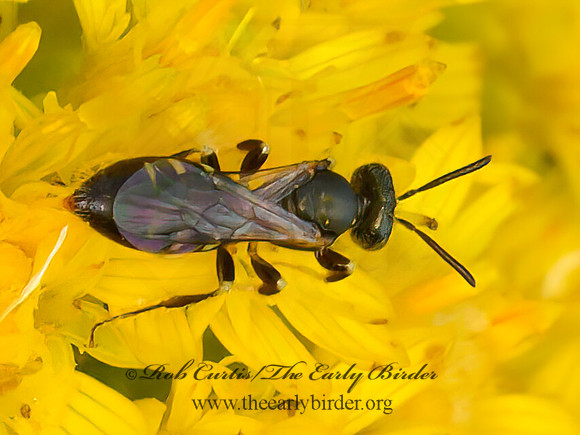 Perdita  FAIRY BEE 9063994z