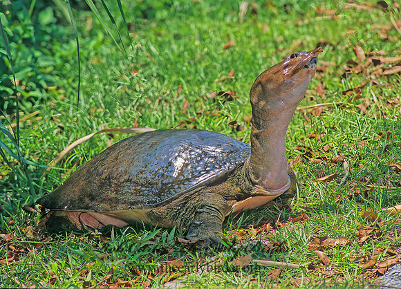 Apalone ferox  FLORIDA SOFTSHELL TURTLE 250727 z