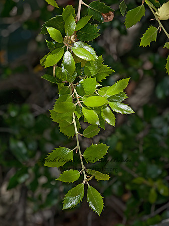 Quercus chrysolepis  CANYON LIVE OAK 8036854z