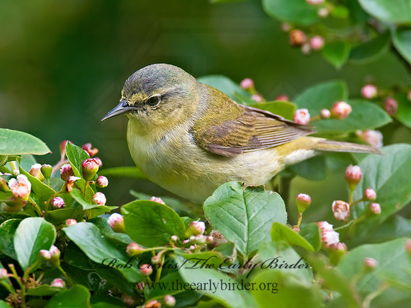 Leiothlypis peregrina  TENNESSEE WARBLER 8022353z
