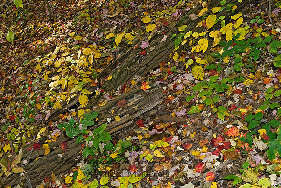 FALLEN LEAVES 7015591z