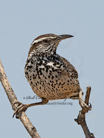 Campylorhynchus brunneicapillus  CACTUS WREN 3034656z