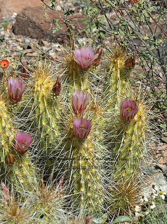 Echinocereus nicholii CLARET CUP CACTUS 5005655z
