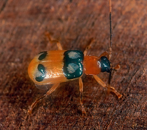 Diabrotica nummularis 194226z