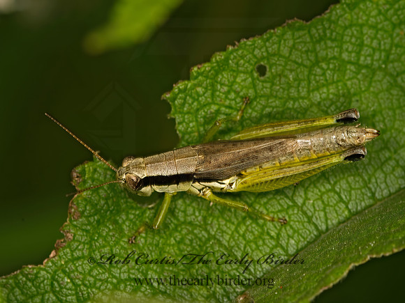 Paroxya clavuliger  OLIVE-GREEN SWAMP GRASSHOPPER 9051172z
