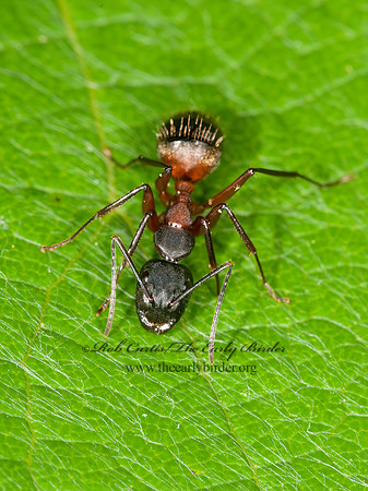Camponotus chromaiodes  FERRUGINOUS CARPENTER ANT 3013375zCamponotus chromaiodes  FERRUGINOUS CARPENTER ANT
