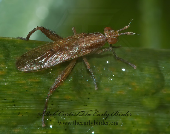 Sepedon tenuicornis  MARSH FLY 5002454z