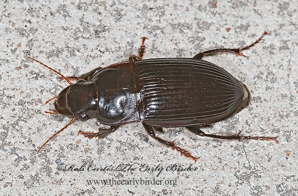 Harpalus (Megapangus) 6024311~z