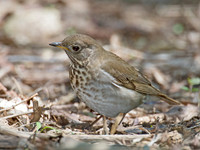 Catharus minimus  GRAY-CHEEKED THRUSH 9022098z
