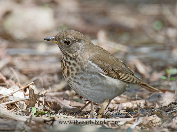 Catharus minimus  GRAY-CHEEKED THRUSH 9022098z