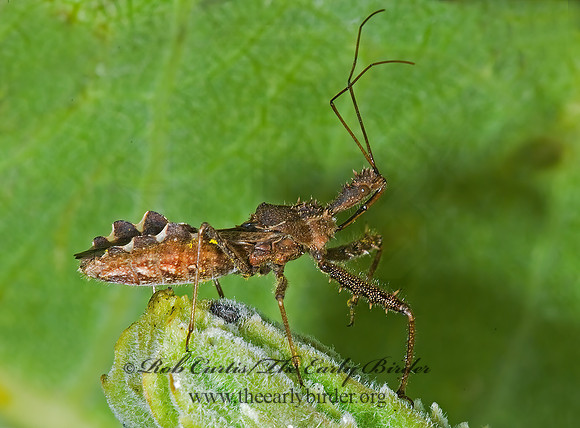 Sinea diadema  SPINED ASSASSIN BUG 7015120z