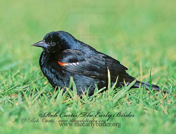 Agelaius tricolor  TRICOLORED BLACKBIRD 105937z