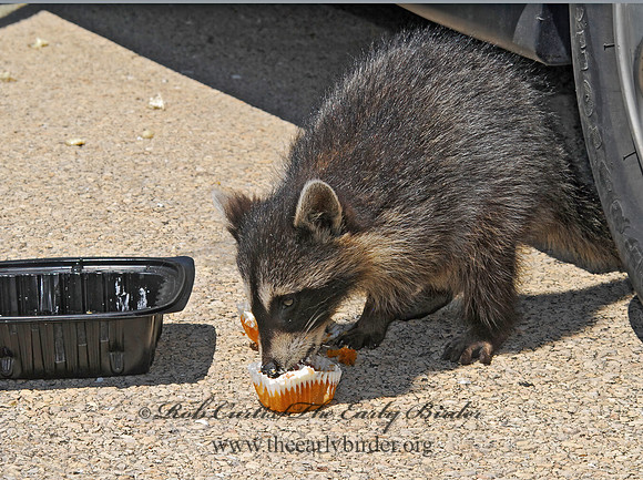 Procyon lotor  RACCOON 6030617 z