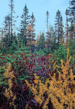 TAMARACK BOG 98505z