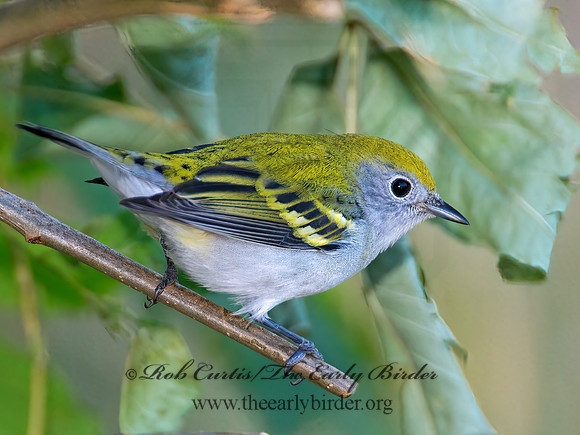 Setophaga pennsylvanica  CHESTNUT-SIDED WARBLER 9005319z