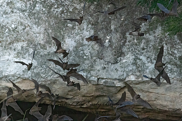 Tadarida brasiliensis  MEXICAN FREE-TAILED BAT 6040924z