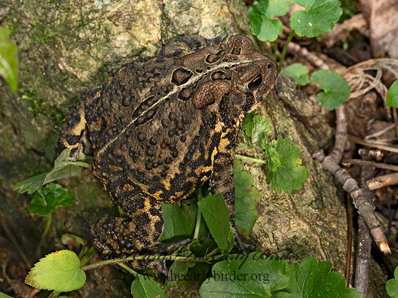 Anaxyrus americanus AMERICAN TOAD 9080282z