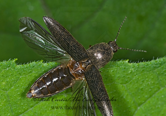 Limonius griseus 6008211z
