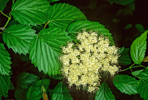 Viburnum dentatum  SOUTHERN ARROWOOD 1112315z