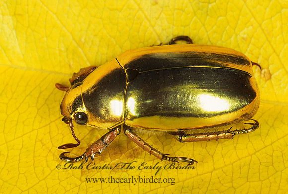 Chrysina resplendeus 196302 z