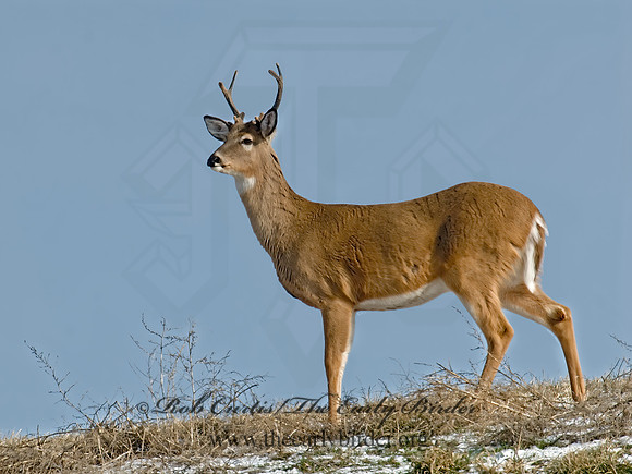 Odocoileus virginianus  WHITE-TAILED DEER  6019901z