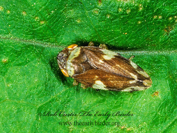 Philaenus spumarius  MEADOW SPITTLEBUG 1112737z