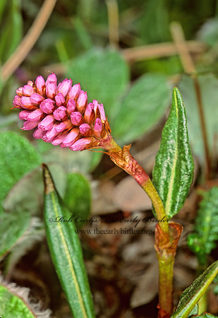Persicaria hirsuta  PINK PLUMES 240522z