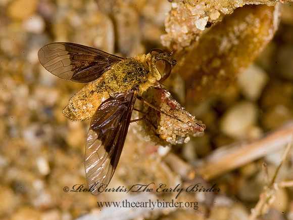 Chrysanthrax cypris VILIINI BEE FLY  8008519z