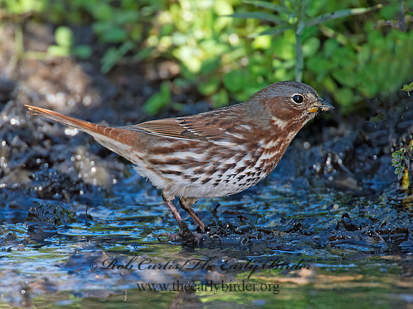 Passerella iliaca  FOX SPARROW 9005878z