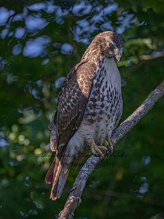 Buteo Jamaicensis RED-TAILED HAWK 9090540z-