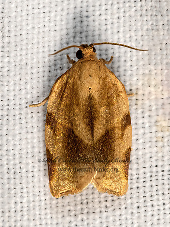 Choristoneura fractivittana  BROKEN-BANDED LEAFROLLER  3028420z