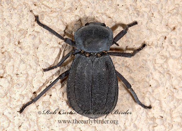 Stenomorpha furca  PIMELIINAE DARKLING BEETLE 3039430z